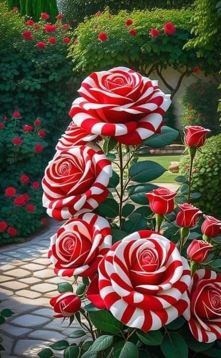 Your Magical Colors | Candy cane roses 🌹🌹🌹🌹 | Facebook Roses Only, World Of Flowers, Good Morning Flowers Rose, Rare Roses, Very Beautiful Flowers, Purple Flowers Wallpaper, Strange Flowers, Rose Flower Pictures, Lovely Flowers Wallpaper