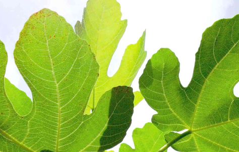 Fig Leaf Tea - For Lowering Glucose, Cholesterol, and Triglycerides... and more Fig Leaf Tea, Milk Nutrition, Tea Health, Cholesterol Remedies, Fig Leaf, Fig Recipes, Tea Health Benefits, Cholesterol Lowering Foods, Cholesterol Diet