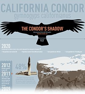 The Condor's Shadow: A Documentary Film on the California Condor California Condor, Documentary Film, Documentaries, California, Film, Movie Posters, Film Posters