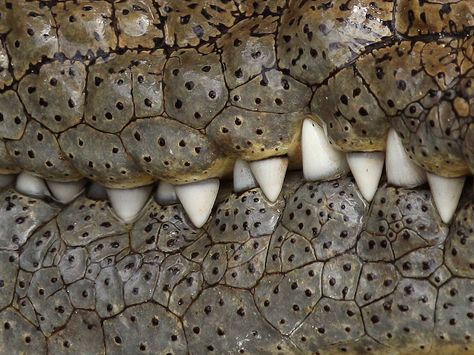 Close-up of a crocodile’s teeth Crocodile Pictures, Killer Croc, Crocodiles, Reptiles And Amphibians, National Geographic Photos, Animal Wallpaper, Amphibians, Beautiful Creatures, Tanzania