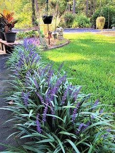 Monkey grass easy care plant Cozy Garden, Garden Border, Border Ideas, Easy Care Plants, Landscape Designs, Have Inspiration, Garden Yard Ideas, Garden Oasis, Front Yard Garden