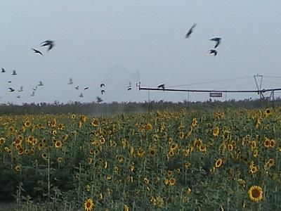 Dove hunting and sunflowers- two of my favorite things! Dove Season, Dove Hunting, Hunting Stuff, Hunting Season, Deer Hunting, Pheasant, Hunting Fishing, The Great Outdoors, Favorite Things