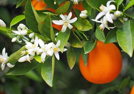 Black Gold The Best Fragrant House Plants with Black Gold Potting Mixes Orange Blossom Tattoo, Orange Song, Small Trellis, Evergreen Vines, Orange Trees, Orange Blossoms, Fruit Photography, Orange Tree, Ivory Flowers