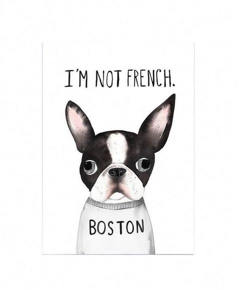 20 Funny Boston Terriers That Will Not Leave You Indifferent | PetPress Boston Art Print, Boston Terrier Illustration, Terrier Illustration, Boston Terrior, Boston Terrier Art, Boston Terrier Funny, Boston Terrier Lover, Boston Art, Boston Terrier Love