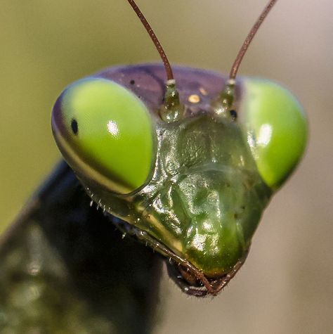 Prang Mantis, Pray Mantis, Prey Mantis, Cowgirl Wedding, Insect Photography, Praying Mantis, Animal Nature, Arthropods, Reptiles And Amphibians