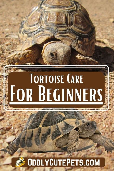 Desert Tortoise Habitat Indoor, Tortoise Pet Care, How To Take Care Of A Tortoise, Pet Tortoise Habitat, Small Tortoise Habitat Indoor, Pet Tortoise Aesthetic, Outside Tortoise Habitat Ideas, Desert Tortoise Food, Tortoise Tank Ideas Indoor