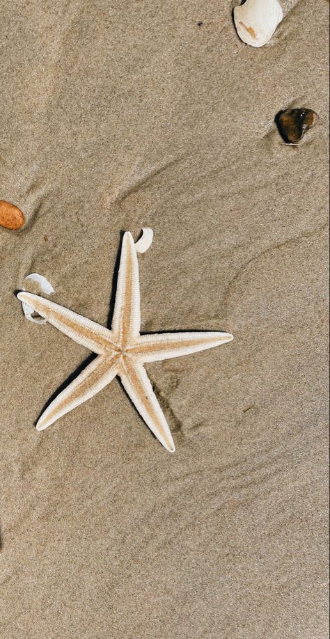 Starfish Pictures On The Beach, Starfish Wallpaper Iphone, Beach Theme Wallpaper, Starfish Aesthetic, Star Sea, Summer Beach Wallpaper, Decent Wallpapers, Iphone Wallpaper Stills, Iphone Wallpaper Hipster