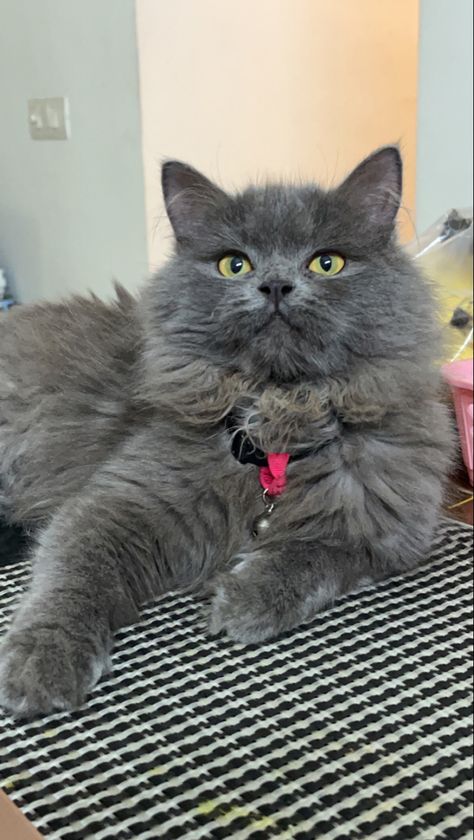 Persian cat, grey cat, chonky cat, gypsy Grey Persian Cat Aesthetic, Persian Cat Snap, Persian Cat Aesthetic, Persian Cat Grey, Gray Persian Cat, Grey Persian Cat, Persian Cat Doll Face, Cat Snap, Chonky Cat