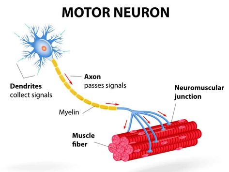 mind muscle connection motor neuron Neuron Structure And Function, Neuron Diagram, Neuron Structure, Nervous Tissue, Anatomy Education, Cell Diagram, Cells Worksheet, Glial Cells, Ear Anatomy