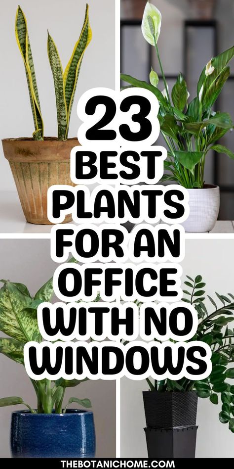 best desk plants for office with no windows to decorate office at work, featuring trendy indoor office plants for low sunlight spaces and stylish plant care ideas. Plants For An Office, Best Plants For Office, Decorate Office At Work, Office Plants Ideas, Office Without Windows, Office With No Windows, Plants For Office, Work Cubicle Decor, Best Office Plants