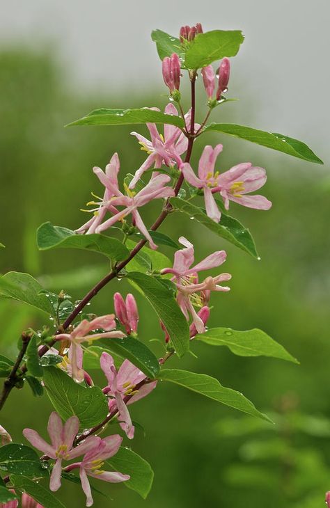 Pink Honeysuckle Honeysuckle Wedding, Pink Honeysuckle, Honeysuckle Cottage, Honeysuckle Plant, Wild Honeysuckle, Honey Suckle, Honeysuckle Vine, Jasmine Plant, Lotus Flower Art