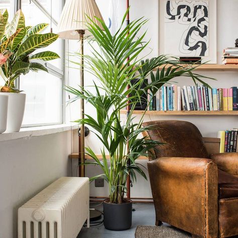 10 Rules for living in a tiny apartment Indoor Plants India, Big Indoor Plants, Palm Plants, Artificial Indoor Plants, Tall Indoor Plants, Indoor Plants Low Light, Indoor Plants Styling, Kentia Palm, Easy House Plants