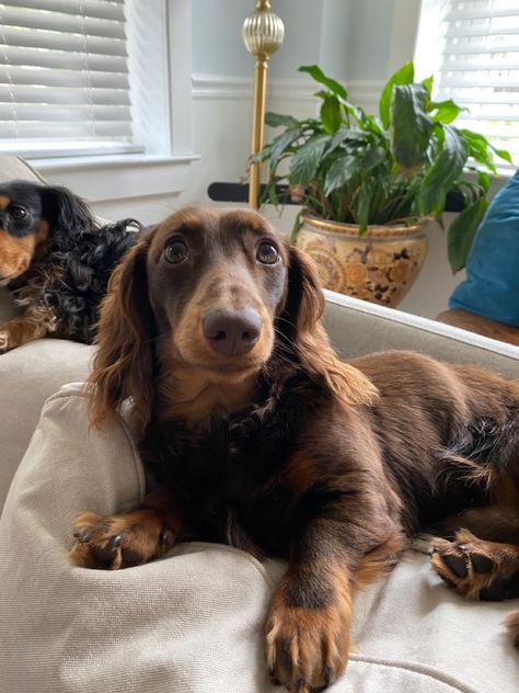 Chocolate Mini Dachshund, Long Hair Chocolate Dachshund, Chocolate And Cream Dachshund, Chocolate Long Haired Dachshund, Brown Sausage Dog, Mini Daushaund, Chocolate And Tan Dachshund, Dashhound Puppy, Brown Weiner Dog