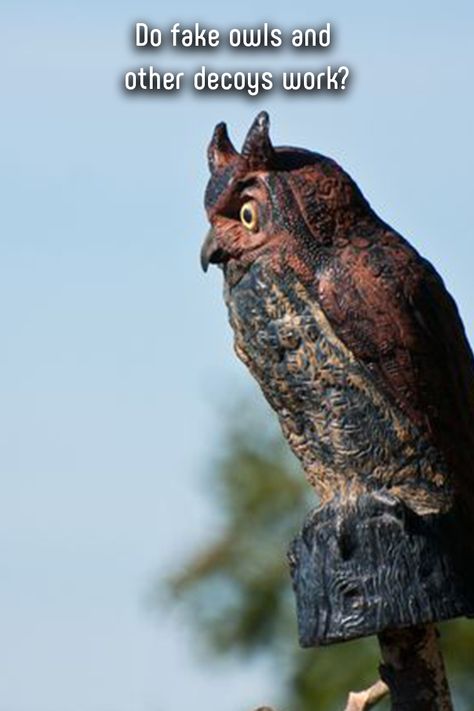 Maybe you've seen a scarecrow perched in a field or a plastic owl standing guard over a garden. The idea is that the decoy will scare away birds and small mammals from feasting on whatever goodies lie below. But do the fake people and pseudo-avian predators really do the trick? Southern Charm Decor, Fake Birds, Garden Owl, Small Mammals, Fake Animals, Fake People, Diy Garden Projects, All Birds, Amazing Animals