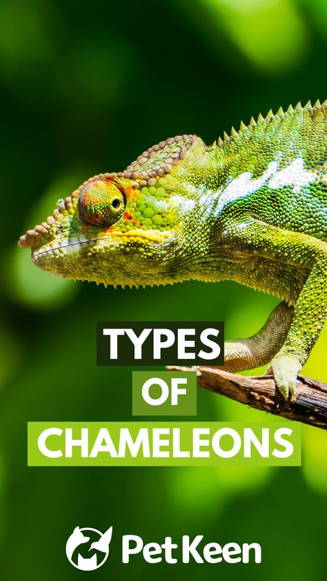 We’ve put together this list of the 10 most common varieties of chameleons kept as pets to help you get familiar with the various types. What Do You Need For A Chameleon, Chameleon Personality, Types Of Chameleons, Cuban False Chameleon, Chameleon Pet Aesthetic, Veiled Chameleon, Chameleons, Put Together, Reptiles