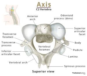 Cervical Vertebrae (Cervical Spine) – Anatomy, Function, & Diagram Cervical Spine Anatomy, Structure Of Bone, Thoracic Cage, Function Diagram, Spine Anatomy, Vertebral Artery, Thoracic Vertebrae, Arm Bones, Intervertebral Disc