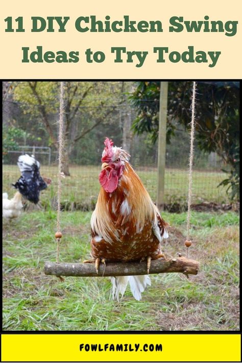 11 DIY Chicken Swing Ideas to Try Today Diy Chicken Toys Ideas, Diy Chicken Toys, Diy Swing, Chicken Toys, Diy Chicken Coop Plans, Coop Design, Raising Backyard Chickens, Diy Chicken, Perfect Chicken