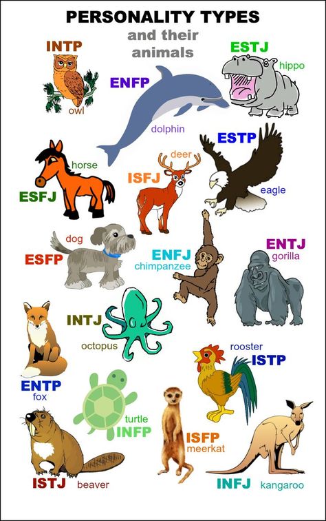 http://www.buzzfeed.com/summeranne/whats-your-animal-personality-type I'm apparently a "Meerkat." (I doubt Timon from "The Lion King" would fit this one. Seems more a "Cat" to me...) I'm a Fox! :) Mbti Animals, Infj Personalidade, Funny Person, Isfj Personality, Meyers Briggs, Intj Personality, Infp Personality, Myers Briggs Personality Types, Personality Tests