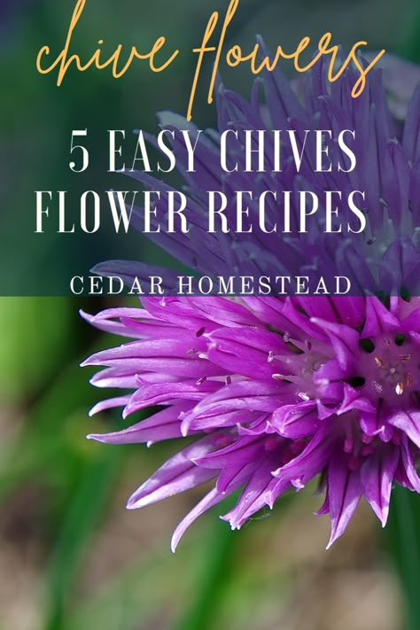 Chives flowers are a delightful ingredient to add to your cooking. In this post, you'll learn all about their culinary uses and benefits. From recipes and harvesting tips to the pros and cons of letting them bloom, you'll be an expert on chives flowers in no time! Chive Blossom Vinegar Uses, Uses For Chive Blossoms, Chive Flower Recipes, Chive Flowers Uses, Chive Flower Uses, What To Do With Excess Chives, Chive Flower Vinegar, Chive Blossom Vinegar, Chive Blossom Uses