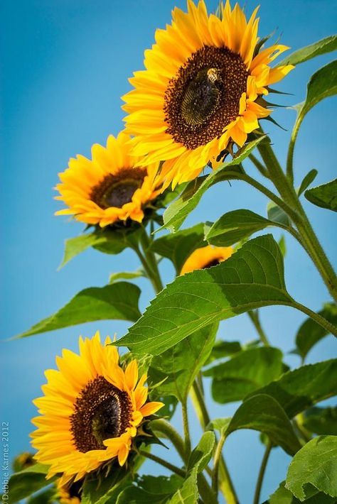 Full Sun Flowers, Small Flower Gardens, Sunflower Iphone Wallpaper, Sunflower Photography, Sunflowers And Daisies, Sunflower Photo, Sunflower Pictures, Sunflower Garden, Flower Art Drawing