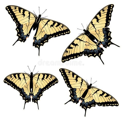 Tiger Swallowtail Butterfly stock illustration Two Tailed Swallow Tail Butterfly Tattoo, Tiger Swallowtail Tattoo, Tiger Swallow Tail Butterfly Tattoo, Tiger Butterfly, Tiger Swallowtail Butterfly Tattoo, Tiger Swallowtail Butterfly Drawing, Eastern Tiger Swallowtail, Tiger Swallowtail Butterfly, Butterfly Tattoo Stencil