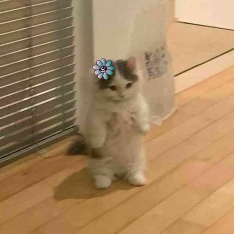 standing cat Standing Cat, Cat Cosplay, Cat Pfp, Funny Profile, Funny Profile Pictures, Flower Accessories, Baby Photos, Ariana Grande