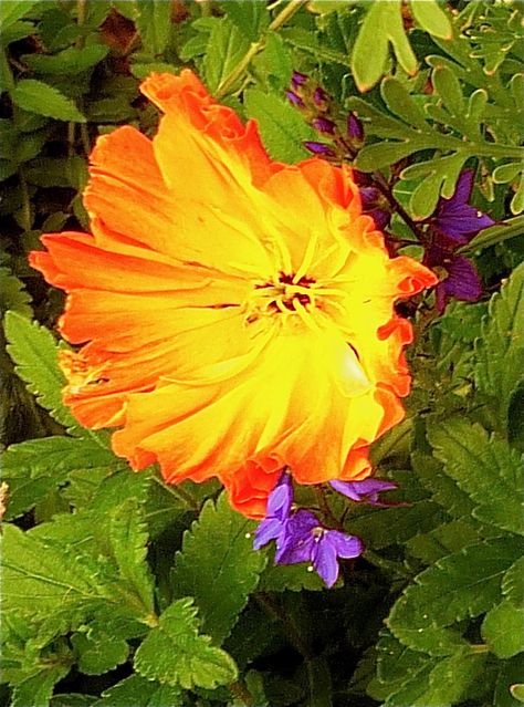 Explore cazadero garden photos on Flickr. cazadero garden has uploaded 601 photos to Flickr. California Poppy, Garden Photos, Poppies, California, Plants, Flowers