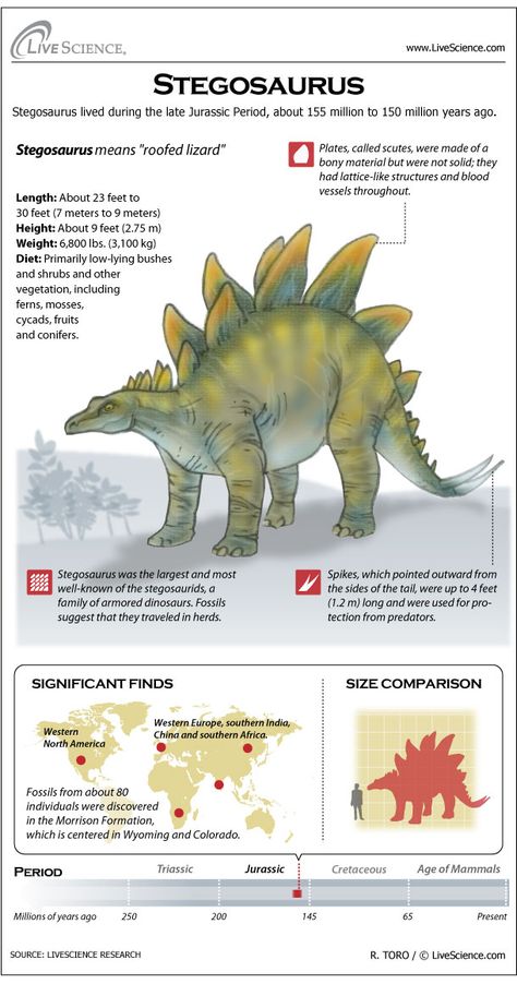 Stegosaurus had large bony plates and a small walnut-sized brain. It is a media star, often appearing in movies, television and cartoons. Dino Facts, Types Of Dinosaurs, Dinosaur Facts, Dinosaur Illustration, Dinosaur Activities, Prehistoric World, Dinosaur Crafts, Ancient Animals, Paleo Art