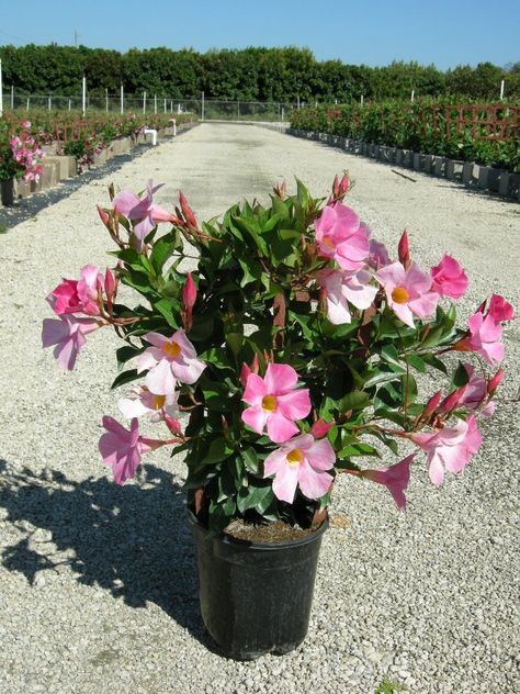 Mandavilla Potting Ideas, Mandevilla Planter Ideas, How To Overwinter Mandevilla, Wintering Mandevilla, Mandavilla Flower Pots, White Mandevilla, Mandevilla Trellis, Pink Mandevilla, Mandevilla Plant