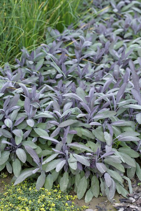 Salvia Officinalis Purpurascens, Sage Garden, Salvia Officinalis, Purple Sage, Stone Patio, Mediterranean Landscaping, Dry Garden, Planting Plan, Healing Plants