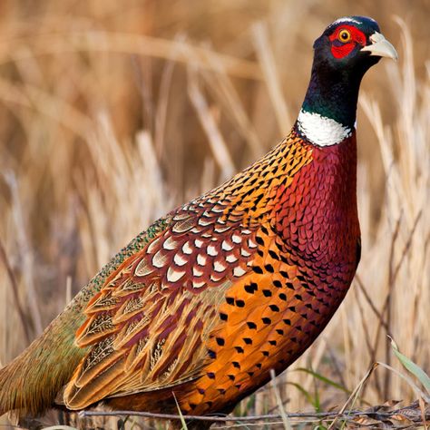 Ring-Necked Pheasant Ring Neck Pheasant, Water Sprinkler System, Grey Partridge, Common Pheasant, Thank You Volunteers, Ring Necked Pheasant, Ring Neck, John Boy, Guinea Fowl