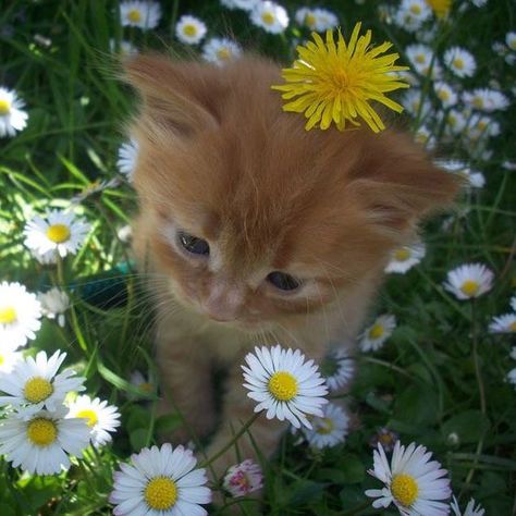 Cats Cute Pics, Cat In Flowers, Orange Kitty, Kitty Pictures, Cats Pictures, Söt Katt, Silly Cats Pictures, Cute Cats Photos, Pretty Animals