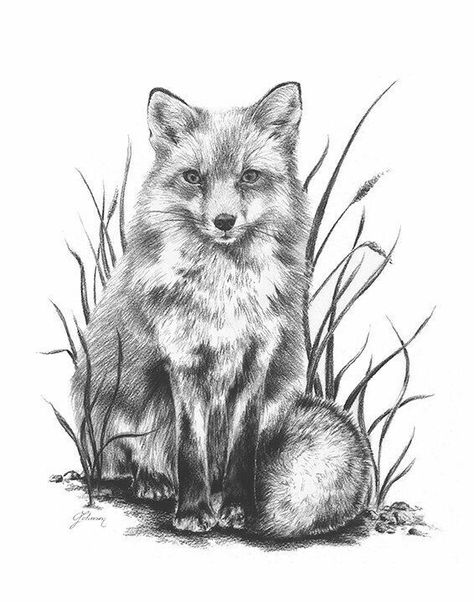 Fox Sketch, Fox Tattoo Design, Fox Artwork, Pencil Drawings Of Animals, Fox Drawing, Fox Tattoo, 3d Drawings, Fox Art, Animal Sketches