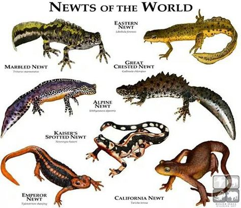 Newts of the World by rogerdhall Types Of Lizards, Salamanders, Types Of Animals, America Art, Animal Species, Animal Facts, Jairzinho, Reptiles And Amphibians, Newt