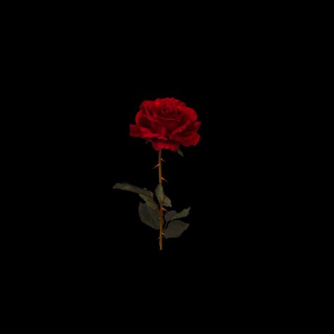 Rose Black Background Wallpaper, Red Rose Black Background, Rose Black Background, Black Background Wallpaper, Rose Black, Background Wallpaper, Red Rose, Black Background, A Black