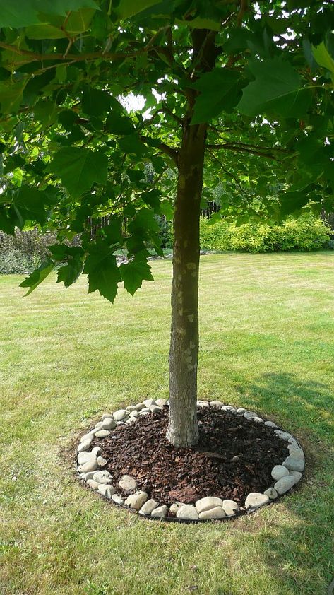 Tree With Stones Around It, Garden Organization, Green Things, Front Yard Landscaping Design, Outdoor Landscaping, Garden And Yard, Front Yard Landscaping, Garden Plants, Landscape Design