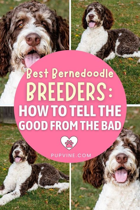 What do you get when you mix the charming goofiness of the Poodle and the steadfast friendliness of the Bernese Mountain Dog? You get the Bernedoodle! Bernese Mountain Dog Poodle, Dog Poodle, Purebred Dogs, Poodle Mix, Puppy Mills, Dog Breeder, Mountain Dog, Bernese Mountain, Bernese Mountain Dog