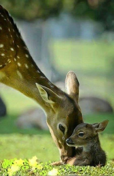 Animals Pictures, Baby Deer, Cute Animal Pictures, Cute Creatures, Sweet Animals, Animal Photo, Nature Animals, 귀여운 동물, Animals Friends