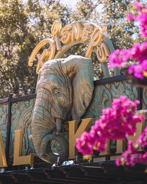 Anthony on Instagram: “If you could walk an empty park, which would you explore? I would LOVE a solo safari at Animal Kingdom! And a slow one too, I don’t want to…” Walt Disney World Animal Kingdom, Disney’s Animal Kingdom, Animal Kingdom Aesthetic, Walt Disney Paris, Animal Kingdom Disney World, Safari Aesthetic, Animal Kingdom Safari, Orlando Trip, Dream Holidays