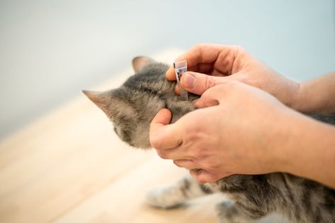 You know the risks of using chemical flea meds on your cat, but you've tried everything else to no avail. It's time to detoxify your cat from flea medications... Flea Bomb, Sand Fleas, Killing Fleas, Pet Branding, Flea Infestation, Flea Control, Flea Prevention, Tick Prevention, Cat Info