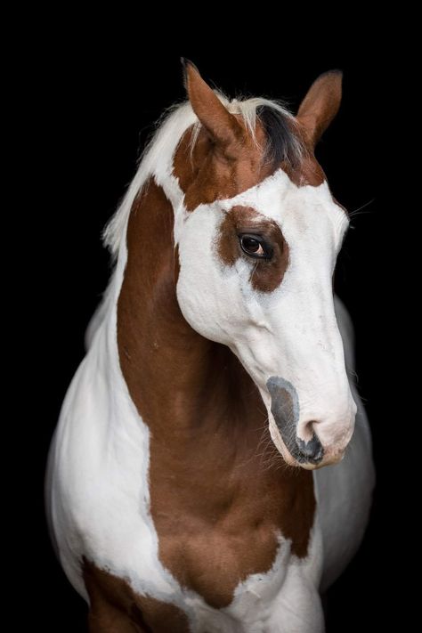 Horse Face Markings, Horses To Draw, Hunter Horse, Wild Horses Photography, Horse Markings, Beautiful Horses Photography, Cutee Animals, Paint Horses, Horse Riding Equestrian