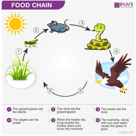 Food Chain Food Chain Diagram, Abecedario Baby Shower, Simple Food Chain, Science Food Chains, Food Chain Worksheet, Trophic Level, Chemical Energy, Food Vocabulary, Food Web