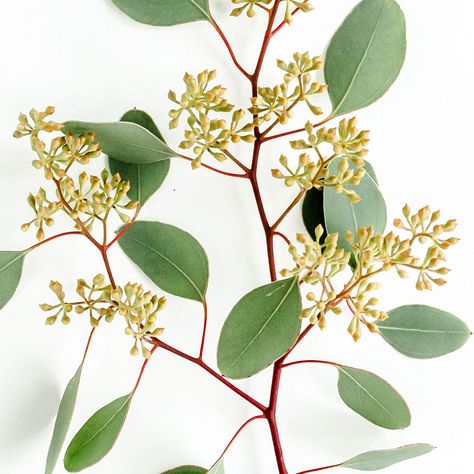 Member's Mark Seeded Eucalyptus Greenery (40 stems) - Sam's Club Floral Design Classes, Flower Identification, Fresh Eucalyptus, Buy Seeds, Seeded Eucalyptus, Eucalyptus Greenery, Cut Flower Garden, Members Mark, Flower Care