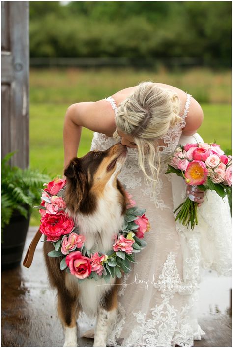 Australian Shepherd Dog in Wedding. Australian Shepherd Wedding, Female Dog Wedding Attire, Girl Dog Wedding Attire, Dog As Flower Girl Wedding, Female Dog Wedding Outfits, Flower Dog Wedding, Wedding Photos With Dogs, Dogs At Weddings Ideas, Dog In Wedding Ideas