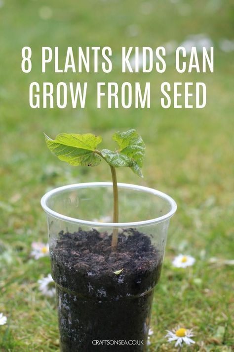 8 Easy Plants Kids Can Grow From Seed #kidsactivities Seed Planting For Kids, Seeds Preschool, Planting Sunflower Seeds, Planting Flowers From Seeds, Seed Craft, Seed Growing, Easiest Flowers To Grow, Gardening Activities, Grow From Seed