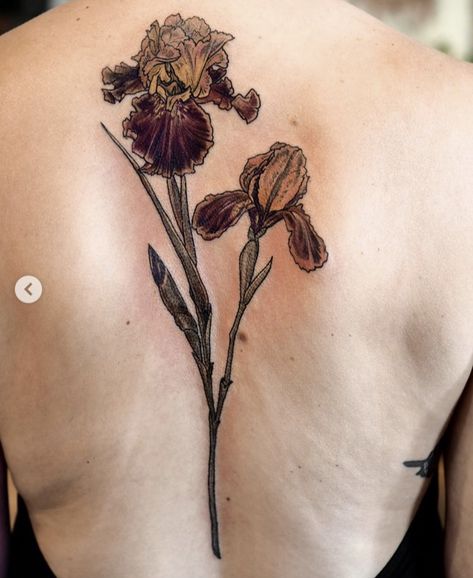 The best bearded iris tattoo I’ve seen Iris Tattoo, Saved Tattoo, Botanical Tattoo, Tattoo Portfolio, Bearded Iris, Forearm Tattoo, Flower Tattoo Designs, Tattoo Placement, Skin Art