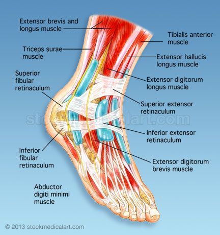 Structures of the foot shown in this illustration are: Extensor Digitorum Longus, Nerves In Leg, Extensor Digitorum, Ankle Rehab Exercises, Tibialis Anterior, Achilles Pain, Reflexology Foot Chart, Foot Anatomy, Human Body Facts