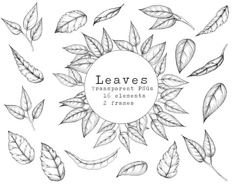 Leaves Clipart Black And White, Line Art Leaf, Leaf Line Art, Stationary Business, Design Stationary, Leaf Png, Square Border, Leaves Clipart, Hand Drawn Leaves