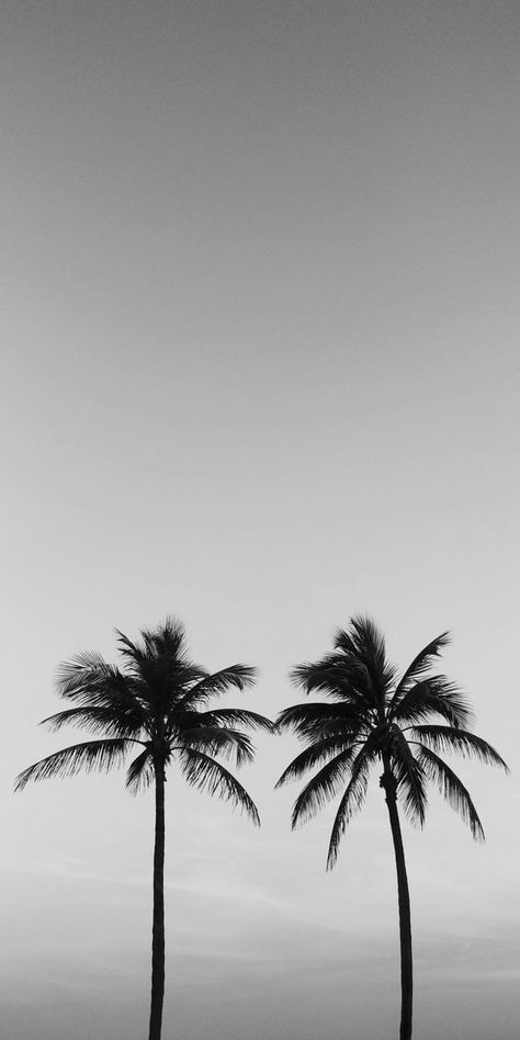 Moody Beach Aesthetic, Black And White Wallpapers, Photo Surf, Black And White Tropical, Beach With Palm Trees, Number Wallpaper, Cream Wallpaper, Cool Backgrounds Wallpapers, Black And White Landscape