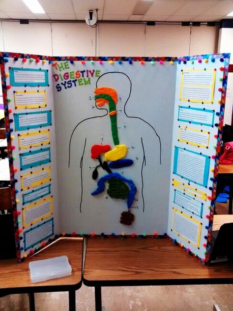 Digestive system project Digestive System School Project, Digestive System For Kids Project, Digestion Project, Working Model Of Digestive System, Digestive System Activity, Human Body Systems Activities, Digestive System Project, Body Systems Activities, Digestive System Model